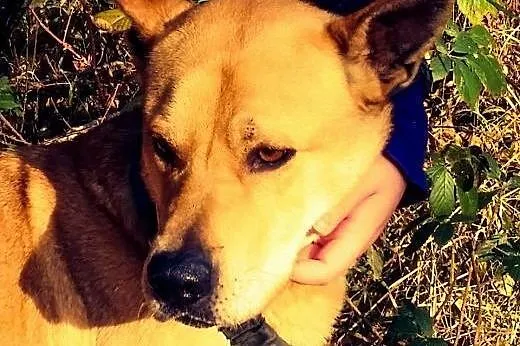 Osro, przyjaciel człowieka w typie DOGA szuka domu