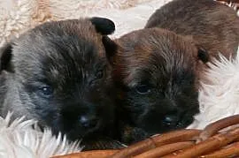 Śliczne szczenięta rasy Cairn Terrier, Konin