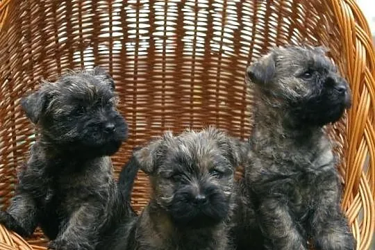 Śliczne szczenięta rasy Cairn Terrier