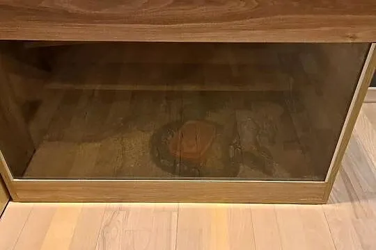 Pyton królewski + terrarium, Śląskie, Żernica