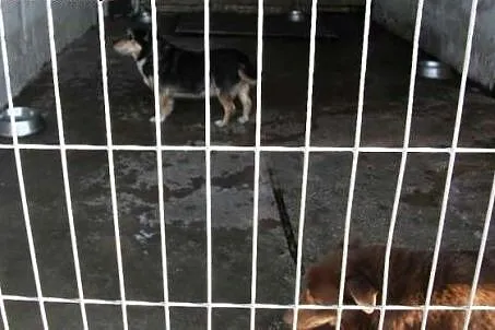 Mały pies Teruś - kiedy opuści schronisko?,  śląsk