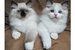 Cute Male and female Ragdoll Kittens for sale