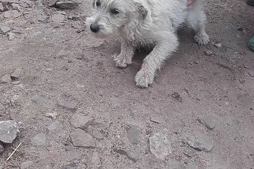 Kubuś, trzymiesięczny psiaczek,  łódzkie Tomaszów 