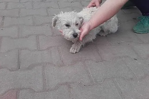 Kubuś, trzymiesięczny psiaczek,  łódzkie Tomaszów 