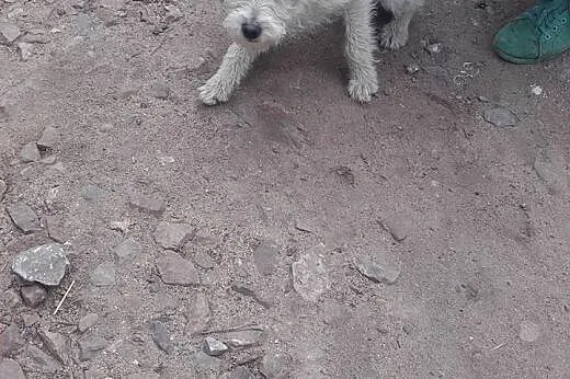 Kubuś, trzymiesięczny psiaczek,  łódzkie Tomaszów 