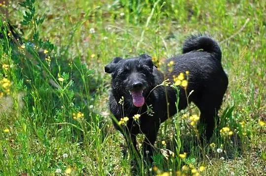 Mały, towarzyski Gucio, terrierkoaty psiak odmieni