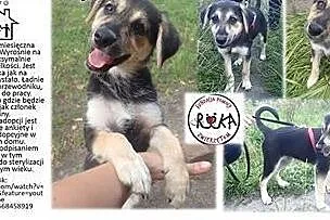 Tina – 3.5-miesięczny szczeniak szuka domu.,  łódzkie Skierniewice