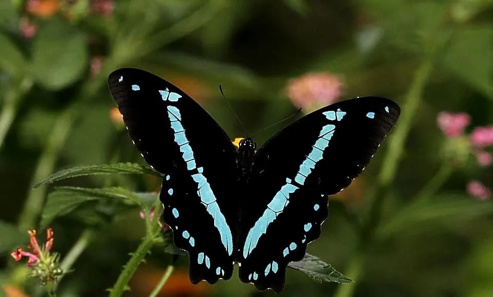5 żywych poczwarek Papilio Nireus. WYSYŁKA!!! Płatne z góry., Małopolskie, Kraków