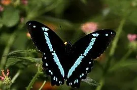 5 żywych poczwarek Papilio Nireus. WYSYŁKA!!! Płatne z góry.