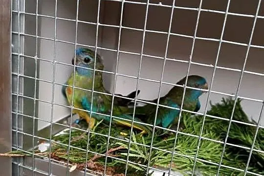 Sprzedam Łąkówki Wspaniałe, Małopolskie, Koźmice Wielkie