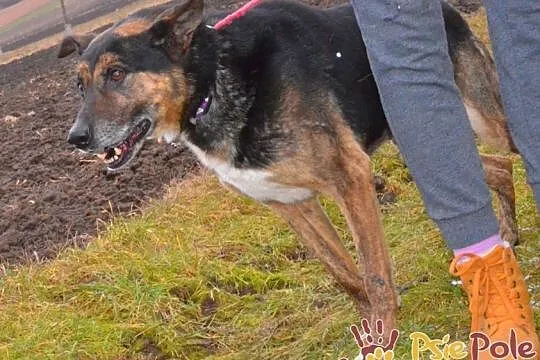 KUKIEŁEK-wspaniały, bardzo kochany, przyjazny pręgowany psiak szuka domu