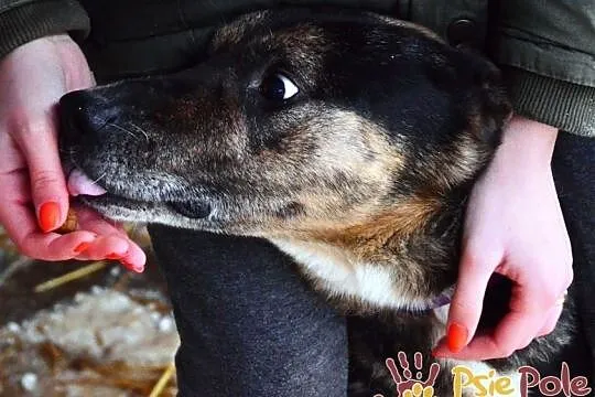 KUKIEŁEK-wspaniały, bardzo kochany, przyjazny pręgowany psiak szuka domu, Małopolskie, Kraków