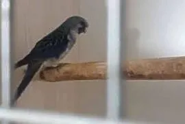 Sprzedam papugi