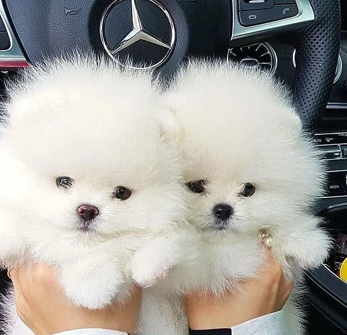 Suczka Szpic miniaturowy Pomeranian BOO z RODOWODEM.!, Podlaskie, Białystok