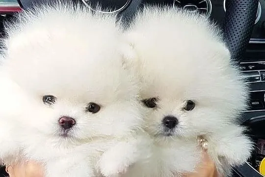Suczka Szpic miniaturowy Pomeranian BOO z RODOWODEM.!, Podlaskie, Białystok