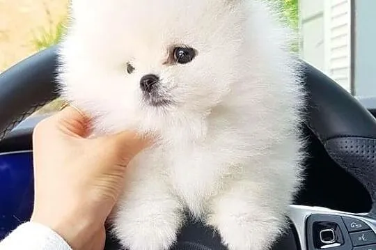 Suczka Szpic miniaturowy Pomeranian BOO z RODOWODEM.!, Podlaskie, Białystok