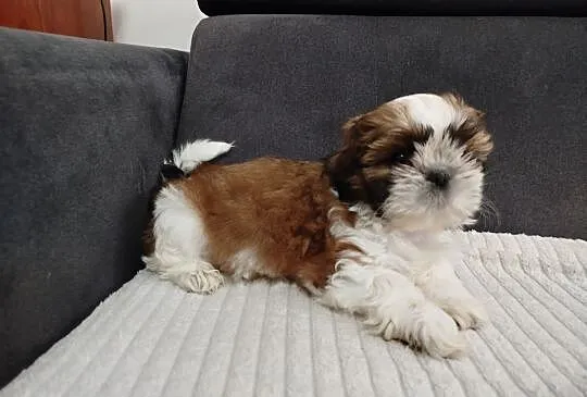 Suczka shih tzu, Warmińsko-mazurskie, Mrągowo