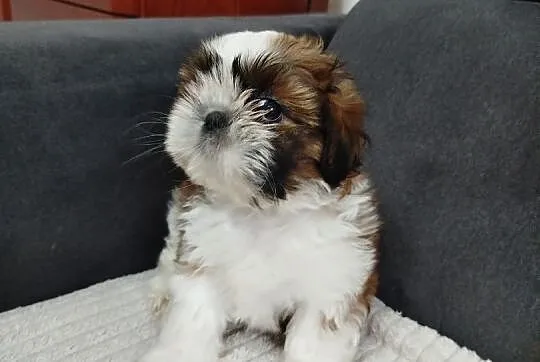 Suczka shih tzu, Warmińsko-mazurskie, Mrągowo