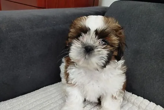 Suczka shih tzu, Warmińsko-mazurskie, Mrągowo