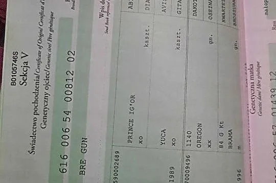 Młoda i piękna klacz Do sportu ZDROWA, , 