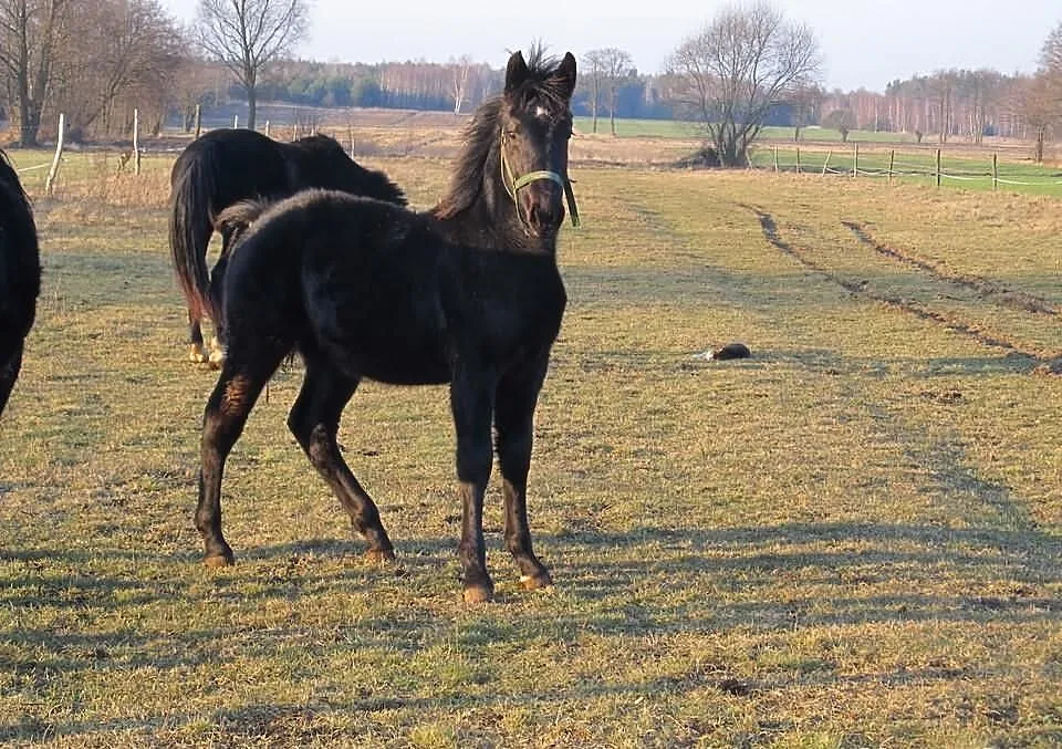 Klacz śląska PARADA