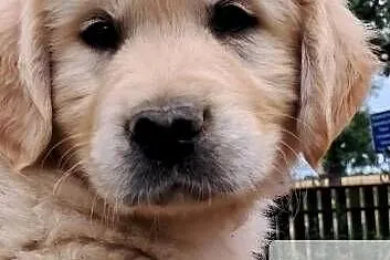 Golden retriever ZKwP(FCI)