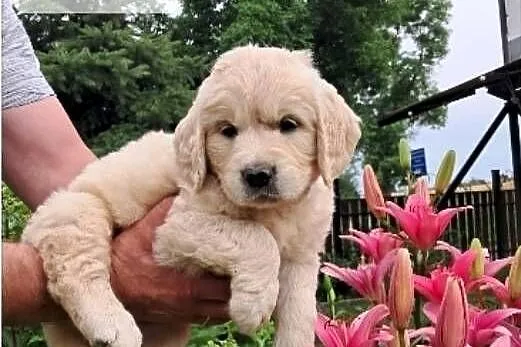Golden retriever ZKwP(FCI), Mazowieckie, Sienno
