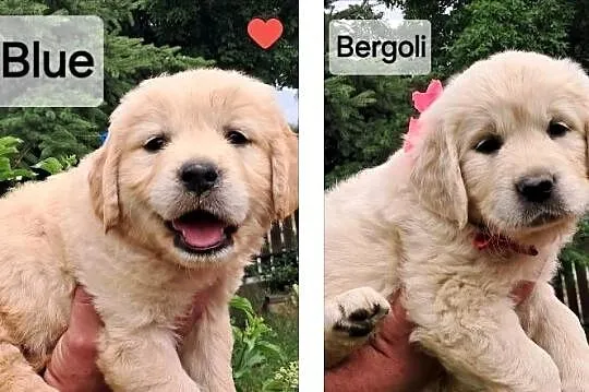 Golden retriever ZKwP(FCI), Mazowieckie, Sienno