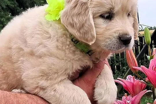 Golden retriever ZKwP(FCI), Mazowieckie, Sienno