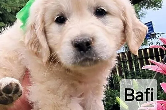 Golden retriever ZKwP(FCI), Mazowieckie, Sienno