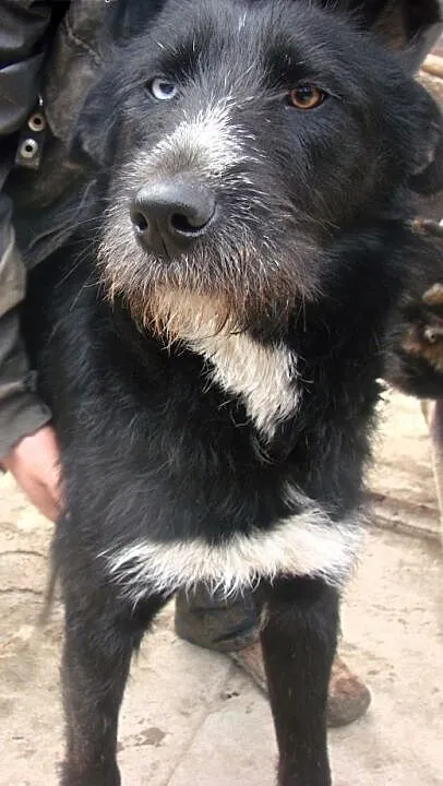 Kora do adopcji, lubelskie Świdnik
