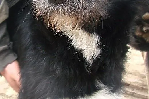 Kora do adopcji,  lubelskie Świdnik