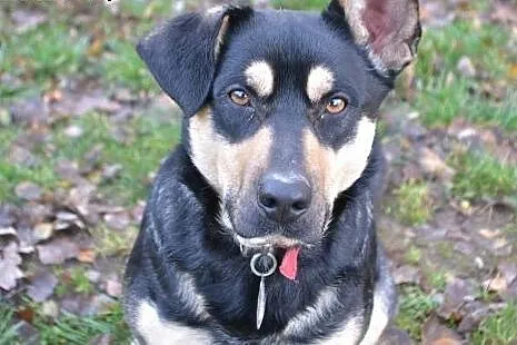 Młody Bilet, bezkonfliktowy, łagodny i grzeczny ANIOŁ adopcja, Kundelki cała Polska