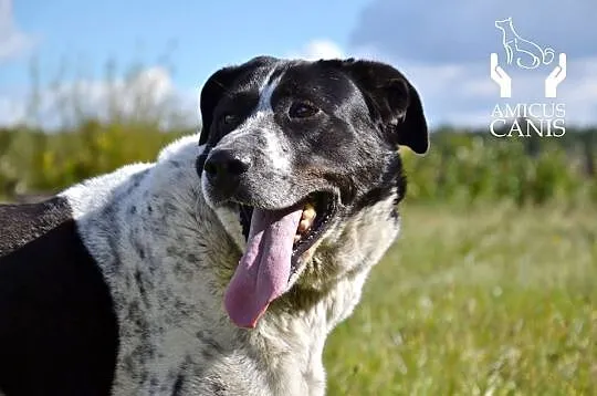 Keks marzy o domku gdzie będzie szczęśliwy i kochany adoptuj go