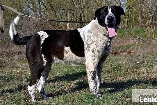 Keks marzy o domku gdzie będzie szczęśliwy i kochany adoptuj go, , Wrocław