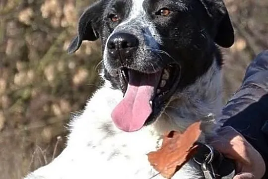 Keks marzy o domku gdzie będzie szczęśliwy i kochany adoptuj go, , Wrocław
