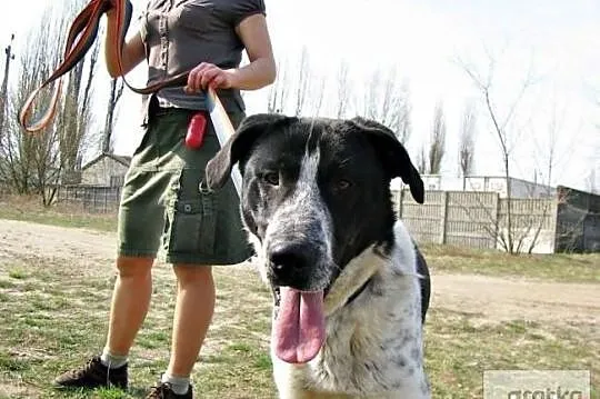 Keks marzy o domku gdzie będzie szczęśliwy i kochany adoptuj go, , Wrocław