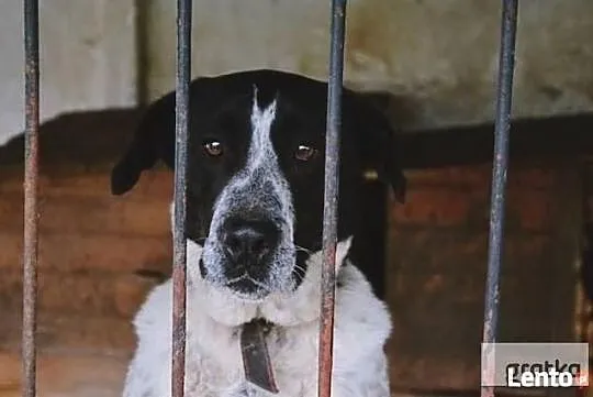 Keks marzy o domku gdzie będzie szczęśliwy i kochany adoptuj go, , Wrocław