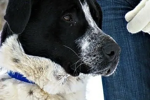 Keks marzy o domku gdzie będzie szczęśliwy i kochany adoptuj go, , Wrocław