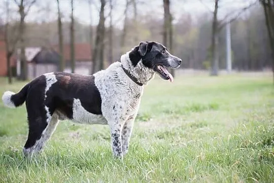 Keks marzy o domku gdzie będzie szczęśliwy i kochany adoptuj go, , Wrocław