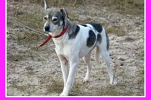 Nieśmiały,uroczy pies FALCO,przyjazny,radosny,łago