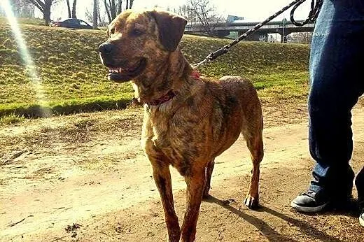 Piękna Persja szuka domku!!,  mazowieckie Warszawa