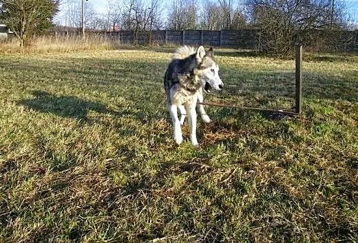 Maylo- energiczny,aktywny pies alaskan malamute sz