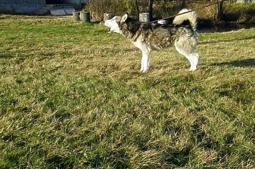 Maylo- energiczny,aktywny pies alaskan malamute sz