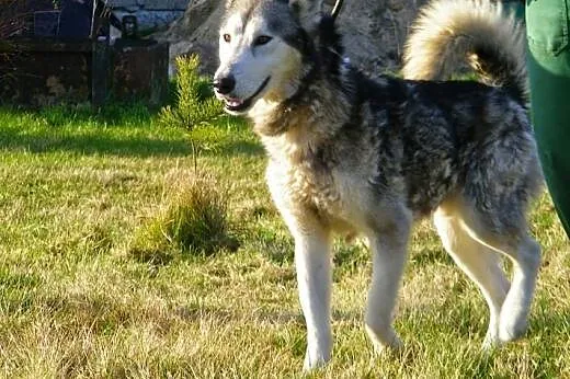 Maylo- energiczny,aktywny pies alaskan malamute sz