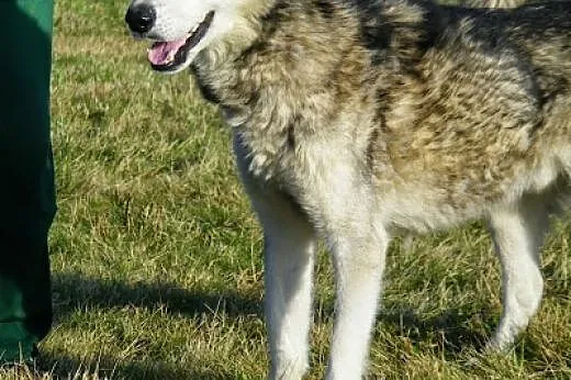 Maylo- energiczny,aktywny pies alaskan malamute sz