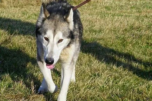 Maylo- energiczny,aktywny pies alaskan malamute sz