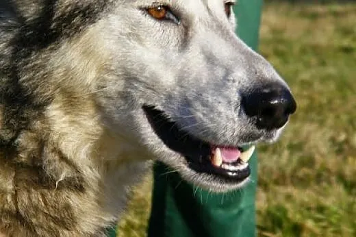 Maylo- energiczny,aktywny pies alaskan malamute sz