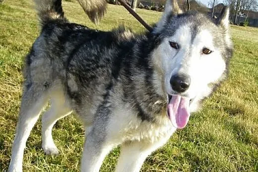 Maylo- energiczny,aktywny pies alaskan malamute sz