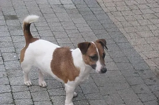 Jack russell terrier